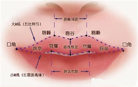 女生嘴型|女人至美，美在表情；范芳医生谈国人常见嘴型及美学特点三